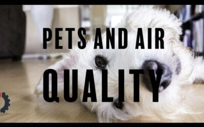 Pet Owners: How to Keep Pets and Keep Healthy Air Quality